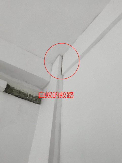揭陽錫場白蟻站