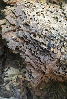揭西白蟻防治