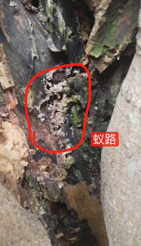 揭西哪里有殺白蟻