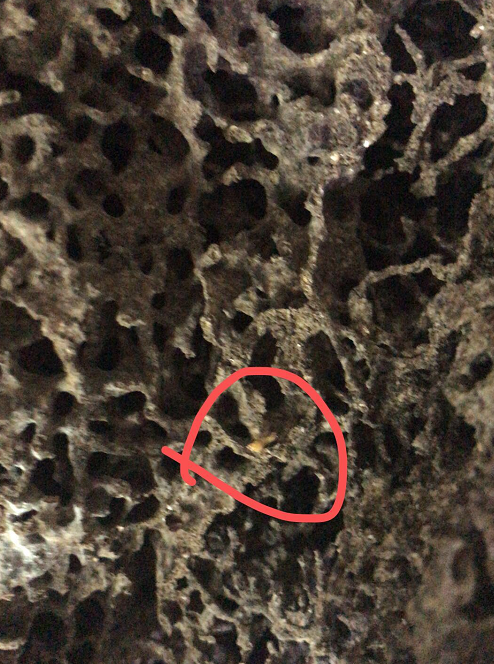 揭東白蟻防治站是在哪里