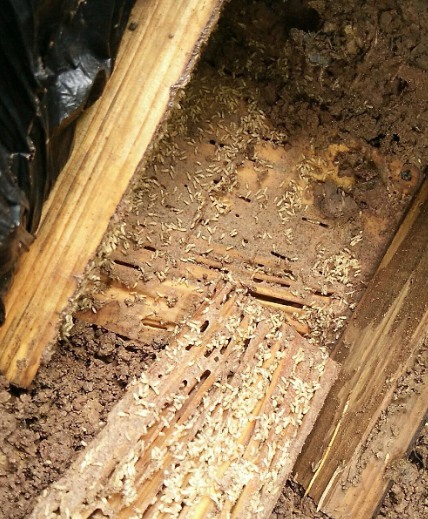 揭東白蟻防治