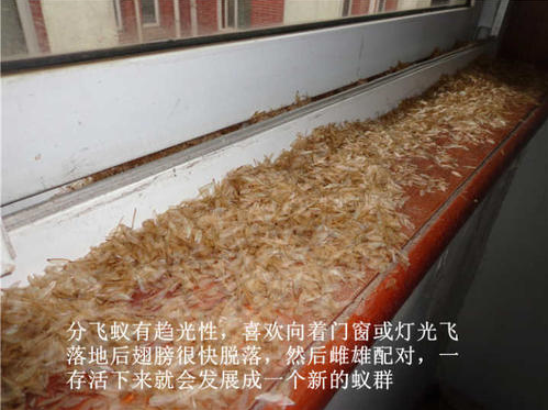 揭陽白蟻防治