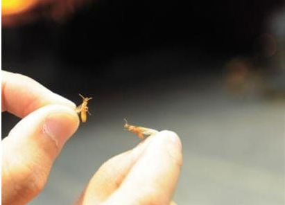 揭陽白蟻防治站是在哪里