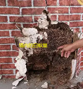 揭西海順白蟻防治站