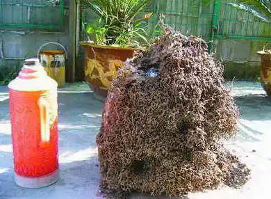 揭西治白蟻的師傅是在哪里