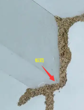 揭西哪里有治白蟻