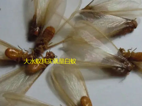 揭西哪里有治白蟻