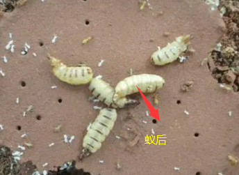 揭東哪里有治白蟻