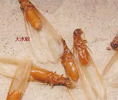 揭東白蟻防治